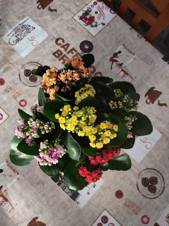 Zimao Garden House 호텔 빌라 푸카 데 아기아르 외부 사진